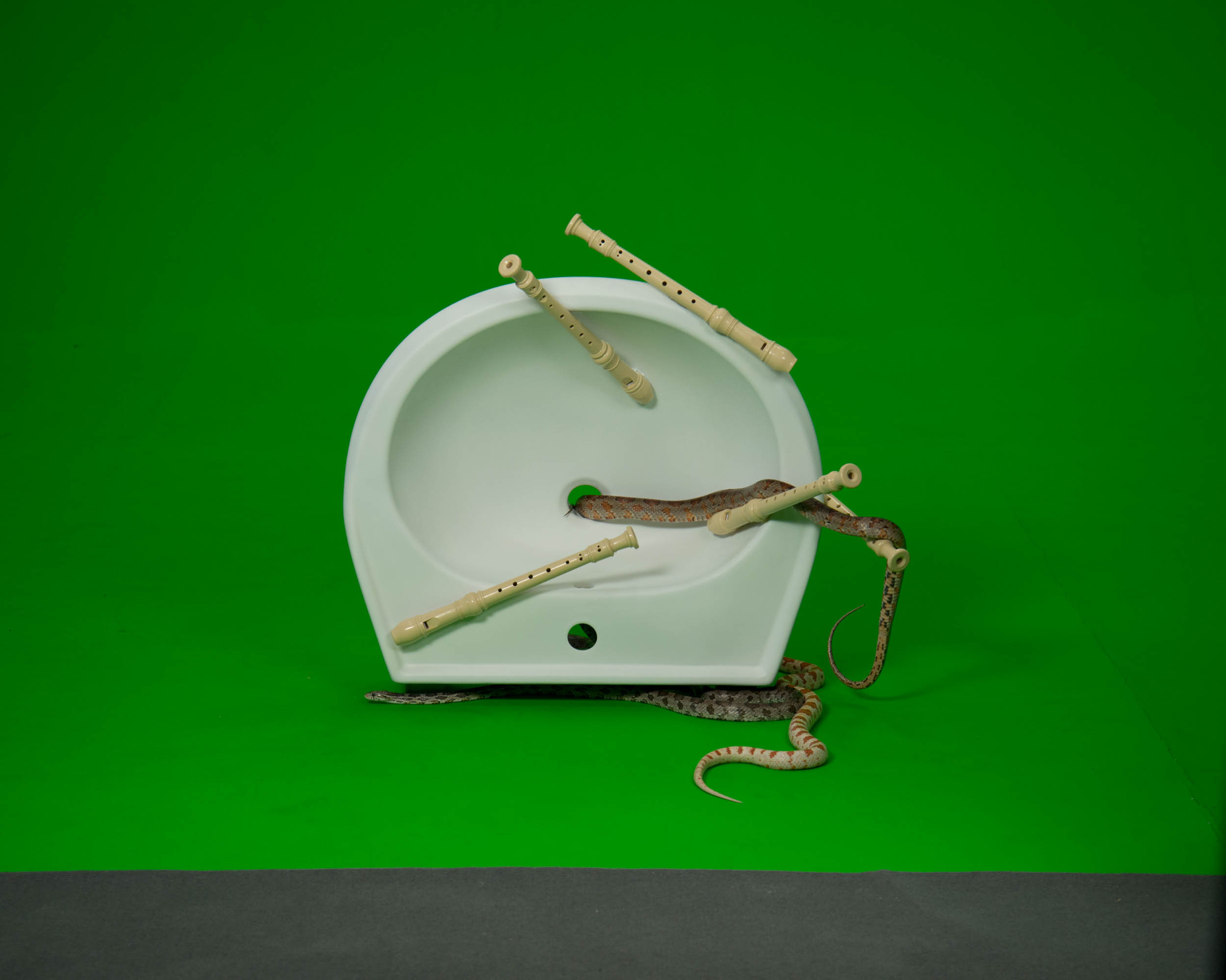 sink viewed from the top with snakes and flutes around it in front of a green screen background